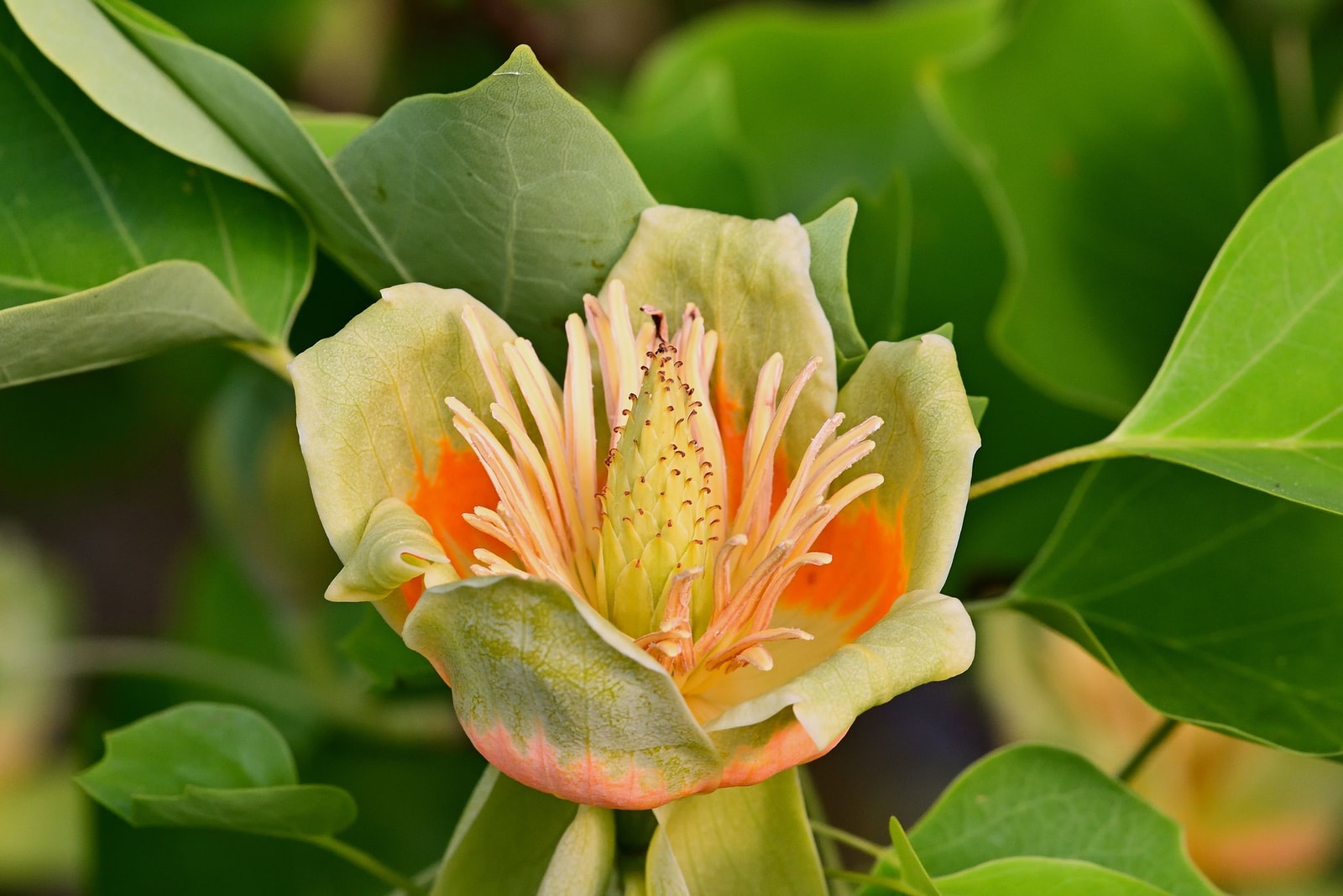 Tall tulip poplar tree with a straight trunk and yellow-green tulip-shaped flowers in late spring