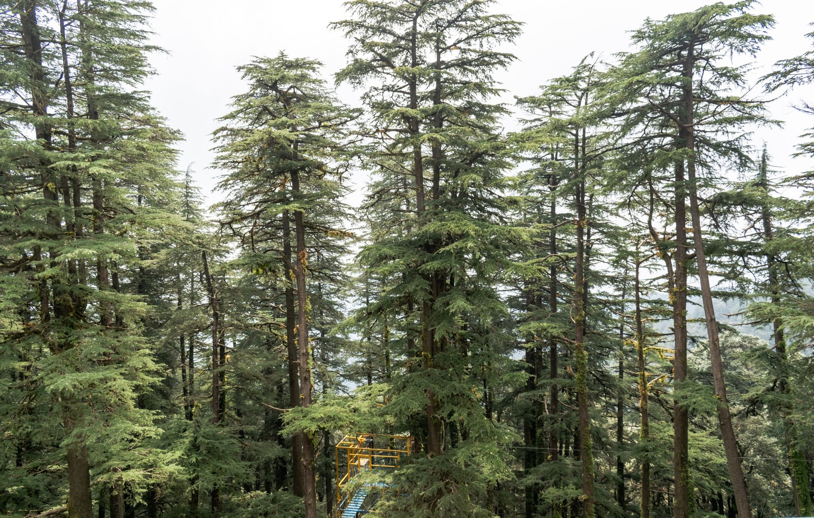 Sunlight filtering through a stand of true cedar trees