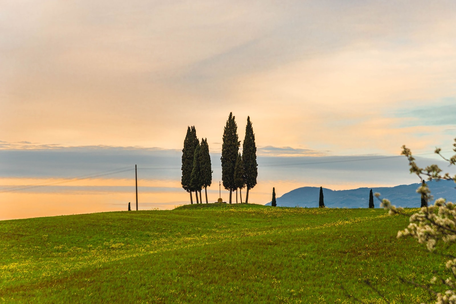 A blue atlas cedar and a row of Italian cypress in a residential landscape