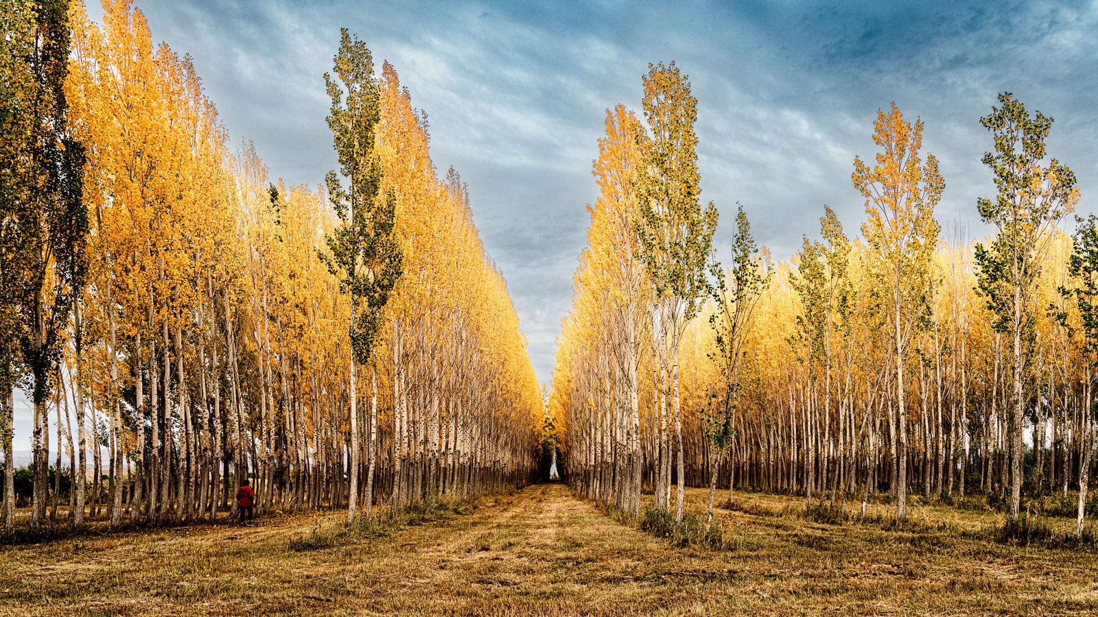 A stand of poplar trees turning golden in autumn
