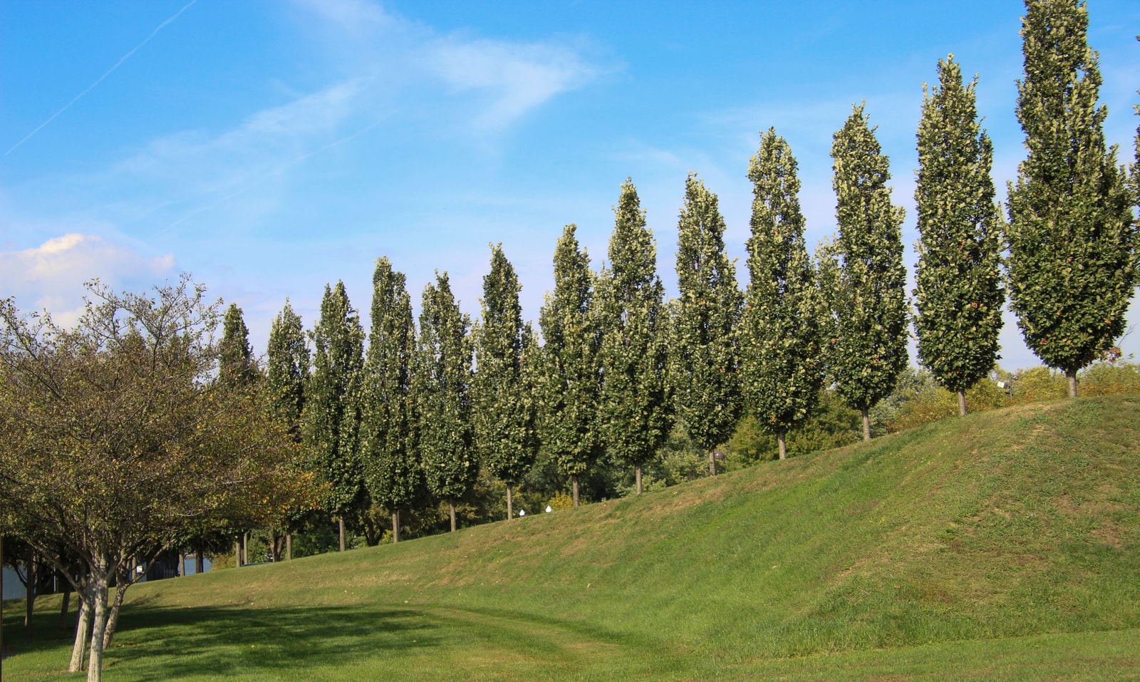 A row of tall narrow poplar trees along a field with a cottonwood and willow in the background