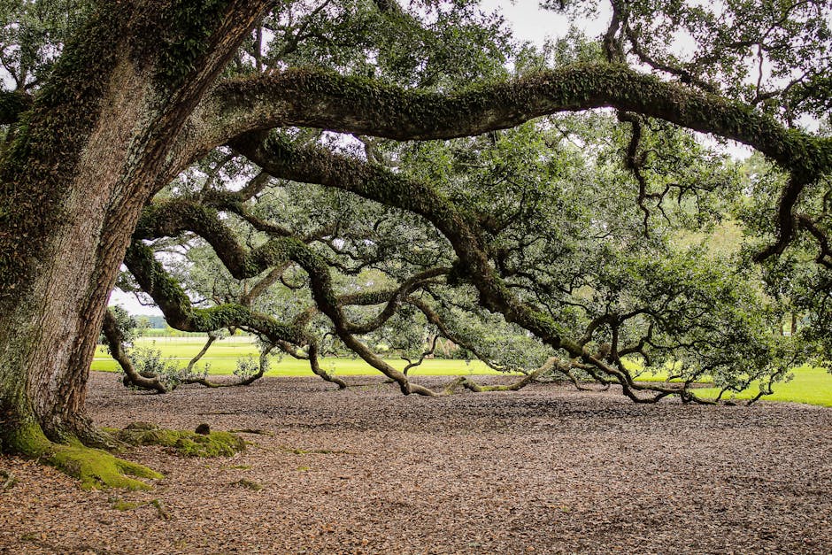 Expansive oak tree with sprawling branches and dense foliage in a serene park setting