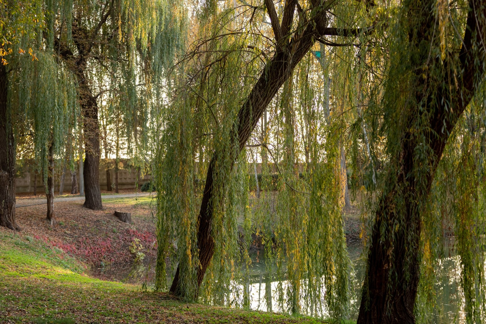 A mature weeping willow with long drooping branches leaning over the edge of a pond