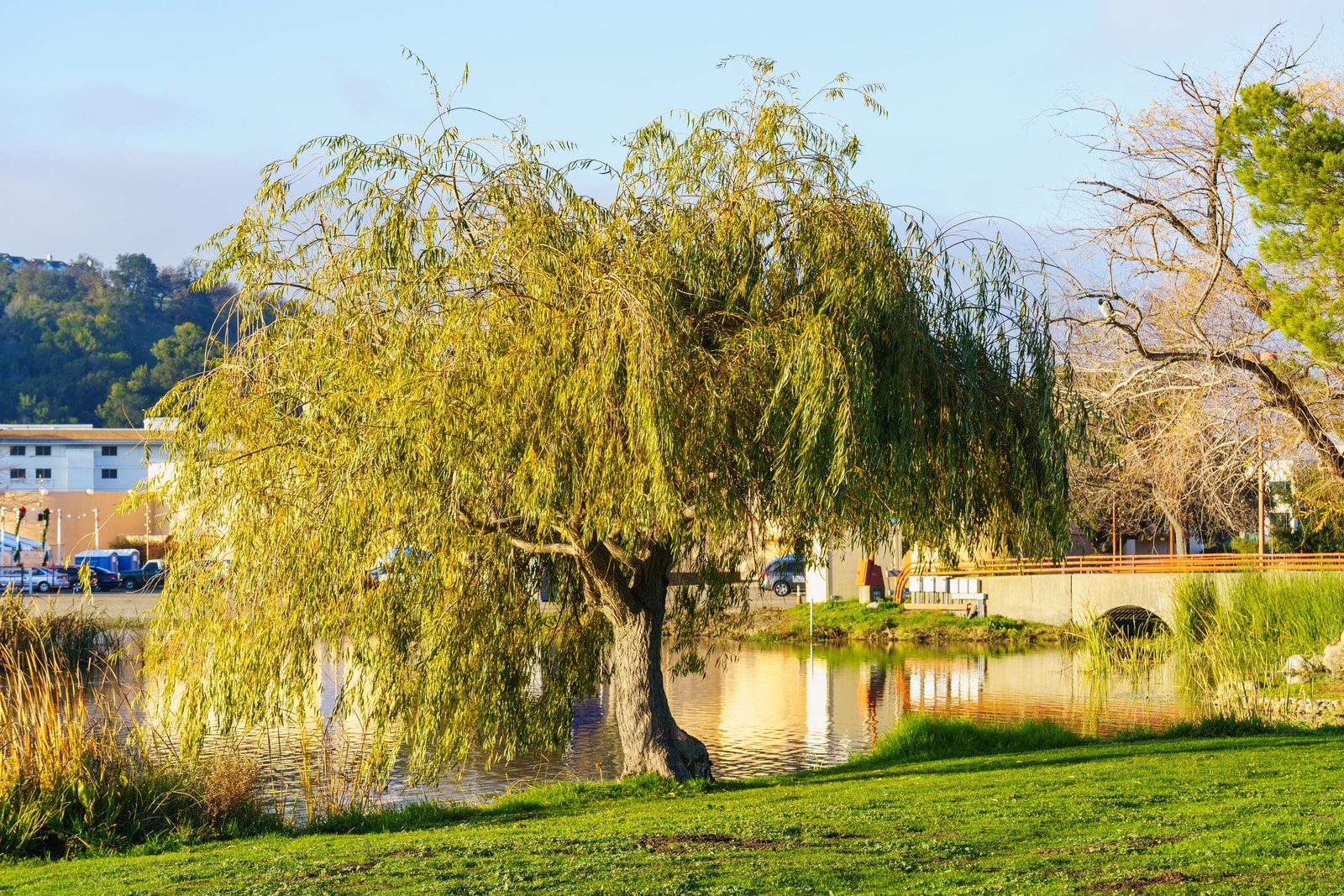 A weeping willow trailing its branches beside a lake in spring