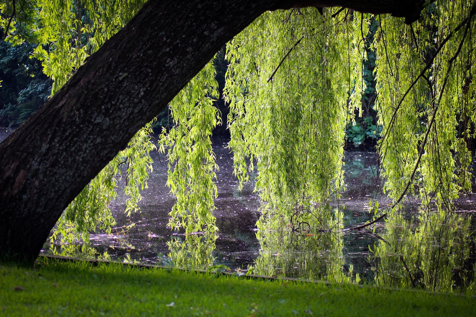 A weeping willow reflected in a still pond