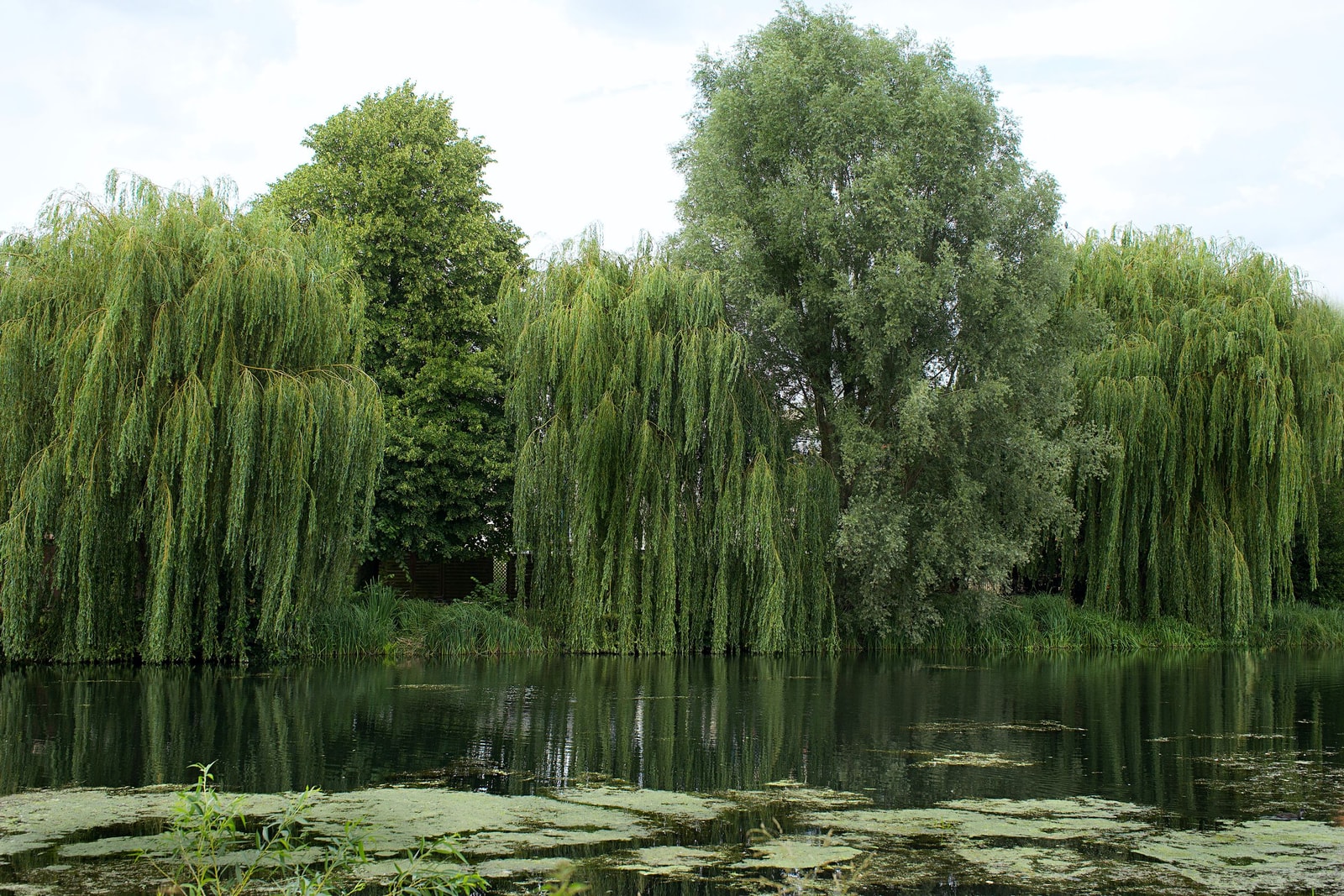 Lush weeping willows reflected in calm summer water