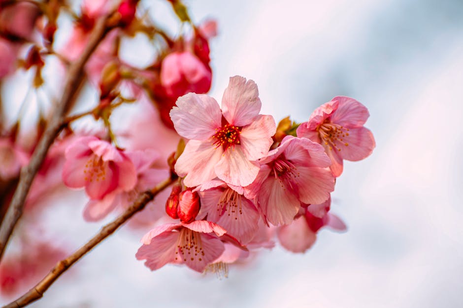 Vibrant pink cherry blossoms in full bloom with soft focus background