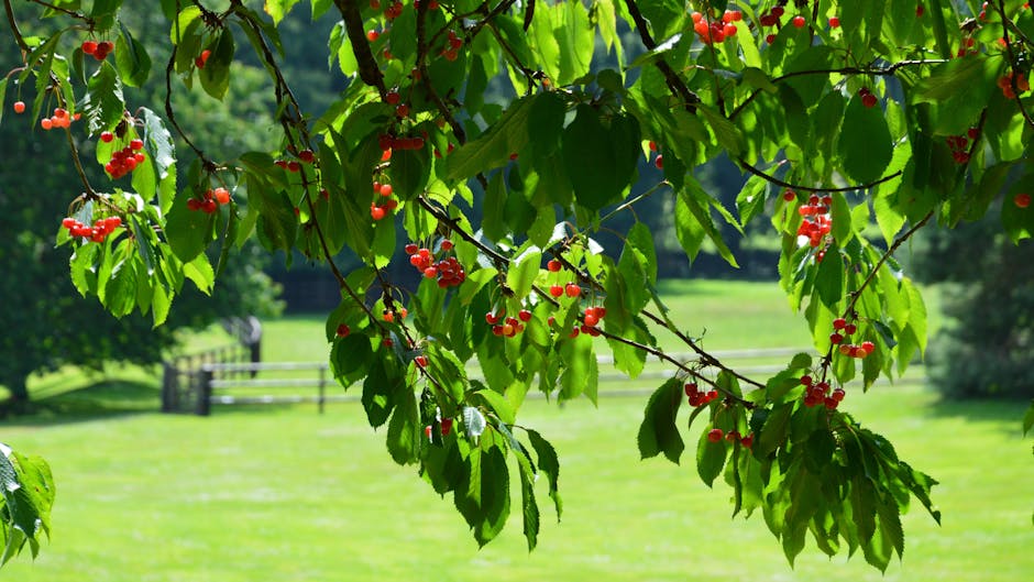 Cherry tree branches laden with ripe fruit in a sunlit field