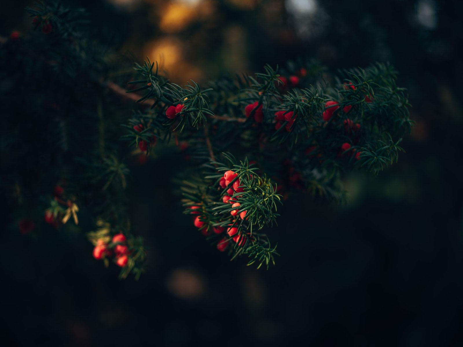 Red yew berries set against dense evergreen foliage