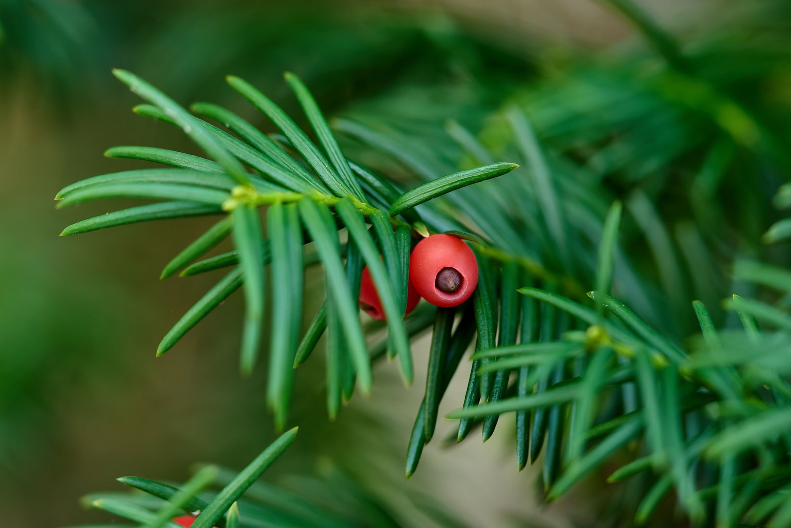 Close-up of red yew arils among the toxic dark green needles
