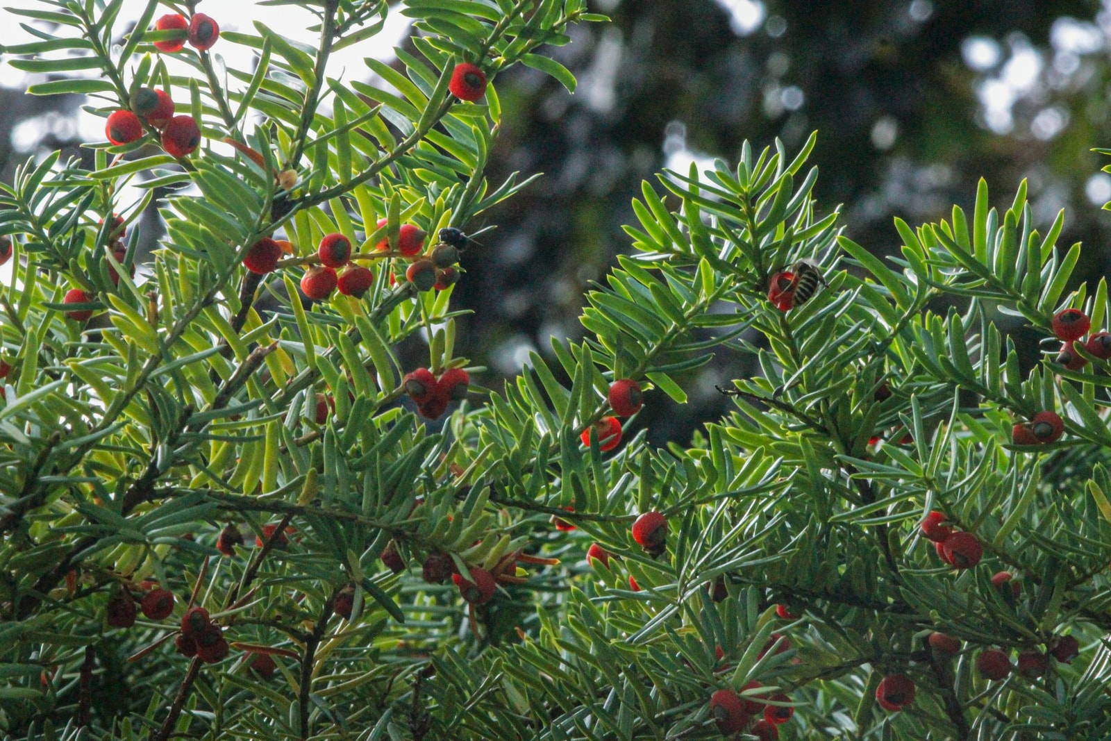 A dense dark-green yew hedge trimmed flat, with a few red arils visible in the foliage