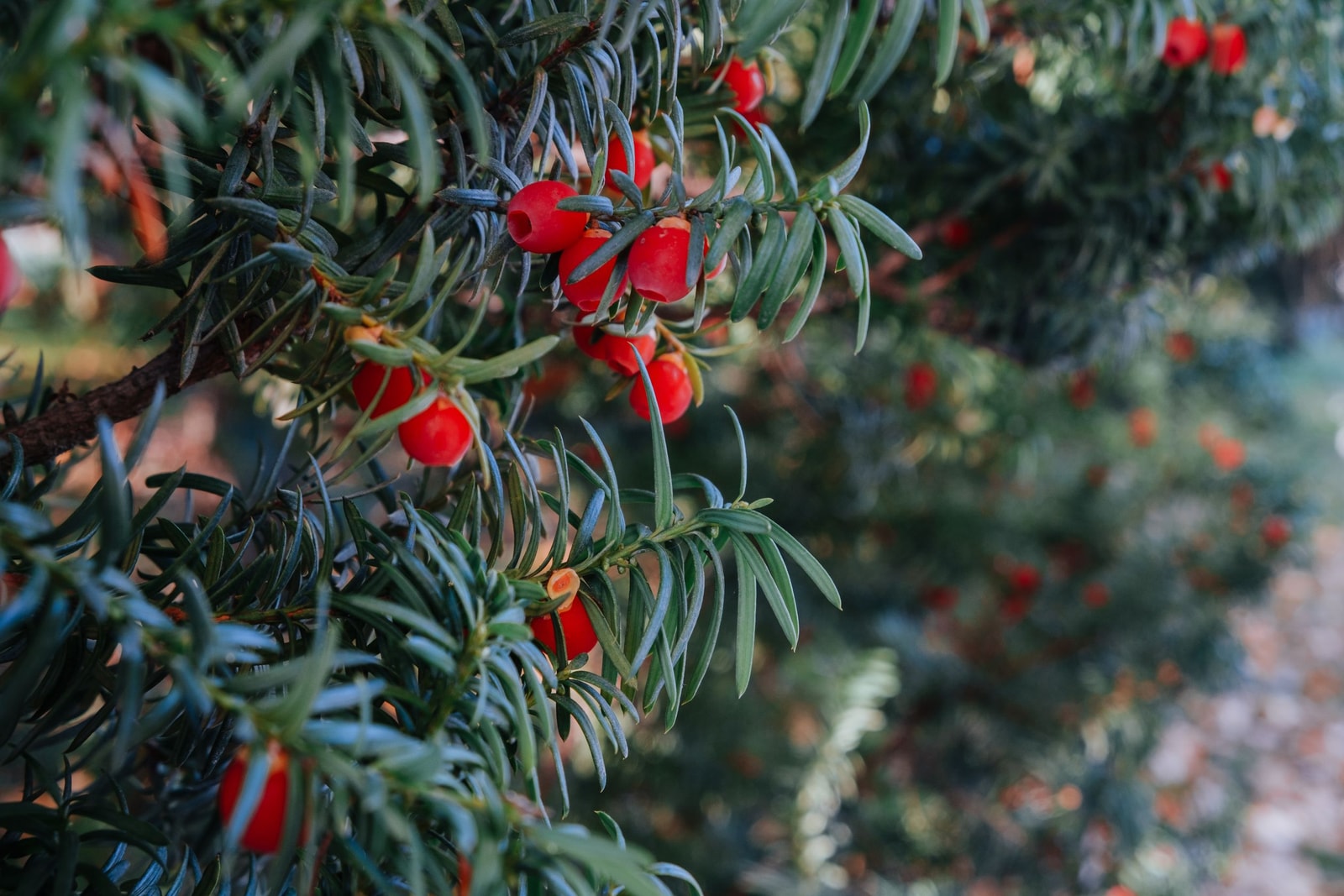 A yew branch with dark green needles and red berry-like arils