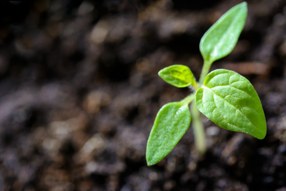 Young seedling sprouting from dark soil