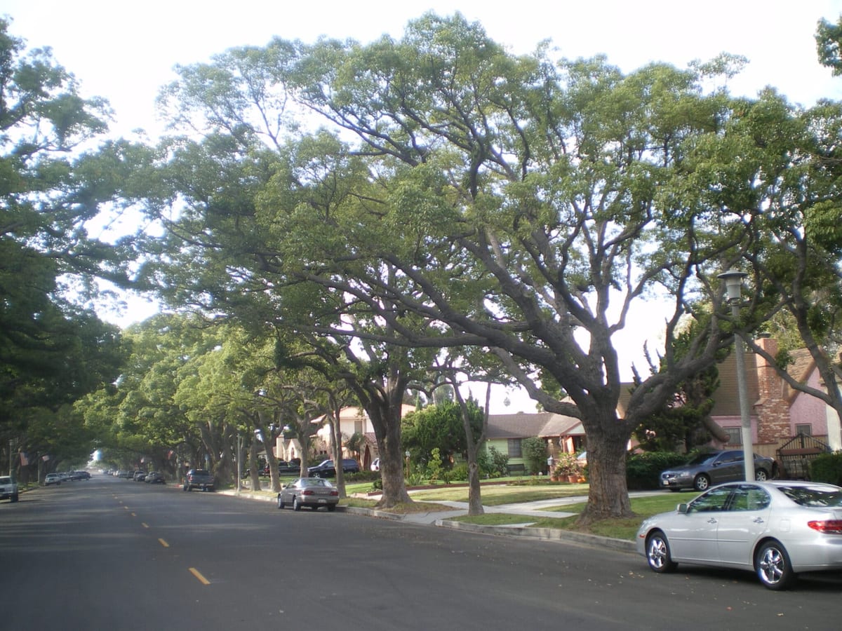 Camphor trees lining a street in Wilmington, California
