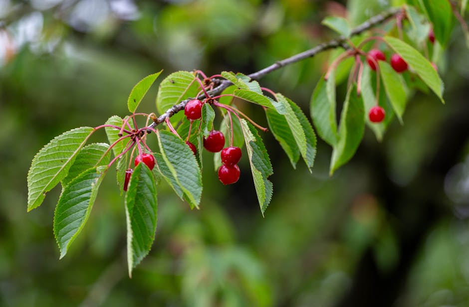Ripe red cherries hanging from a branch surrounded by green leaves