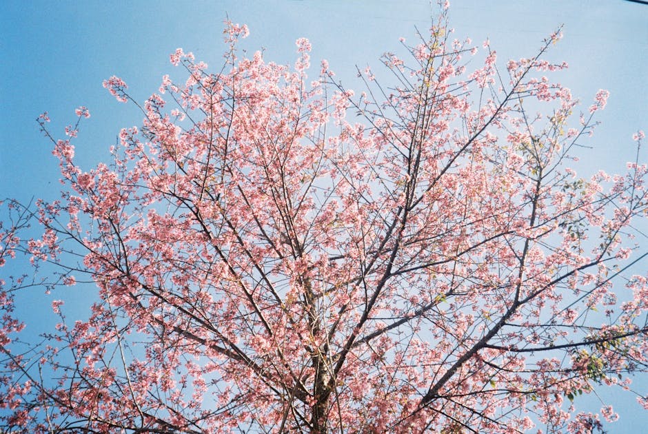 Cherry blossom tree in full bloom with pink flowers against a clear blue sky