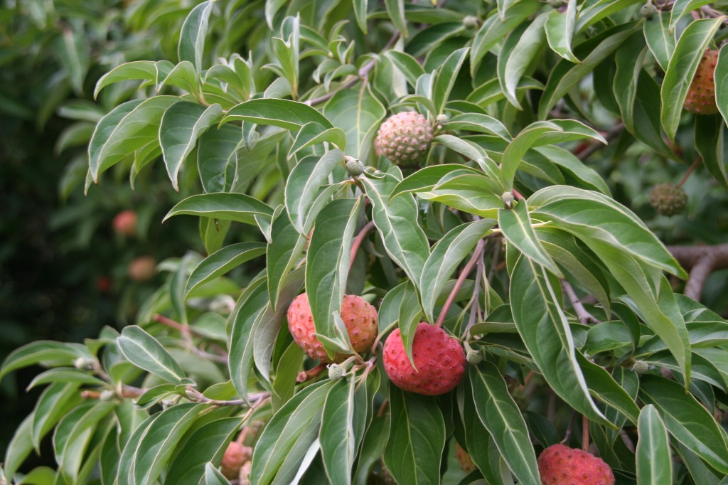 Evergreen Dogwood tree with strawberry-like red fruit and glossy green leaves