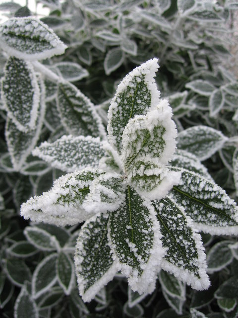 Frost crystals forming on bay tree leaves