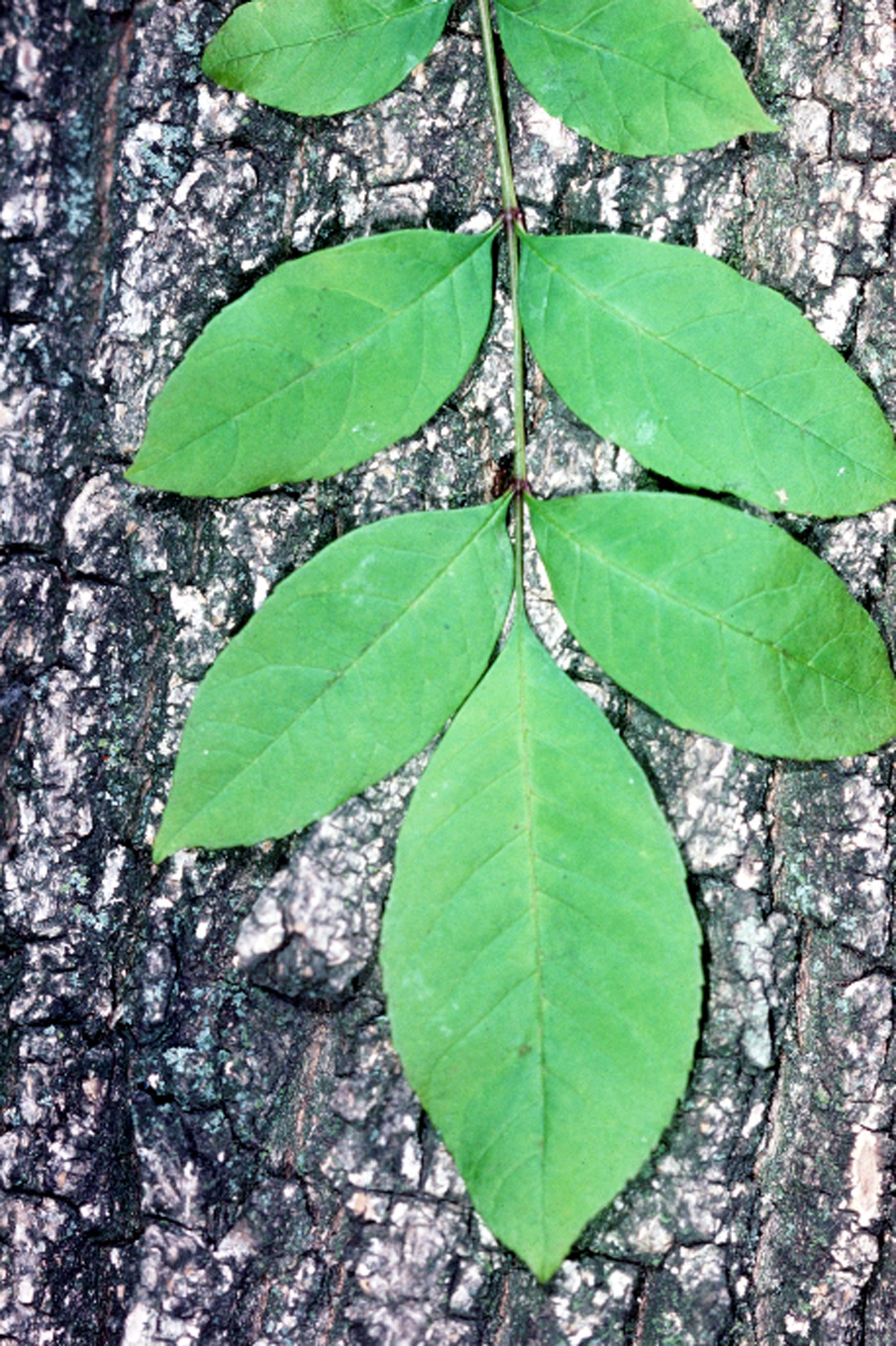 Green ash compound leaf laid against bark, showing opposite leaflet pairs along a central stem with a single terminal leaflet