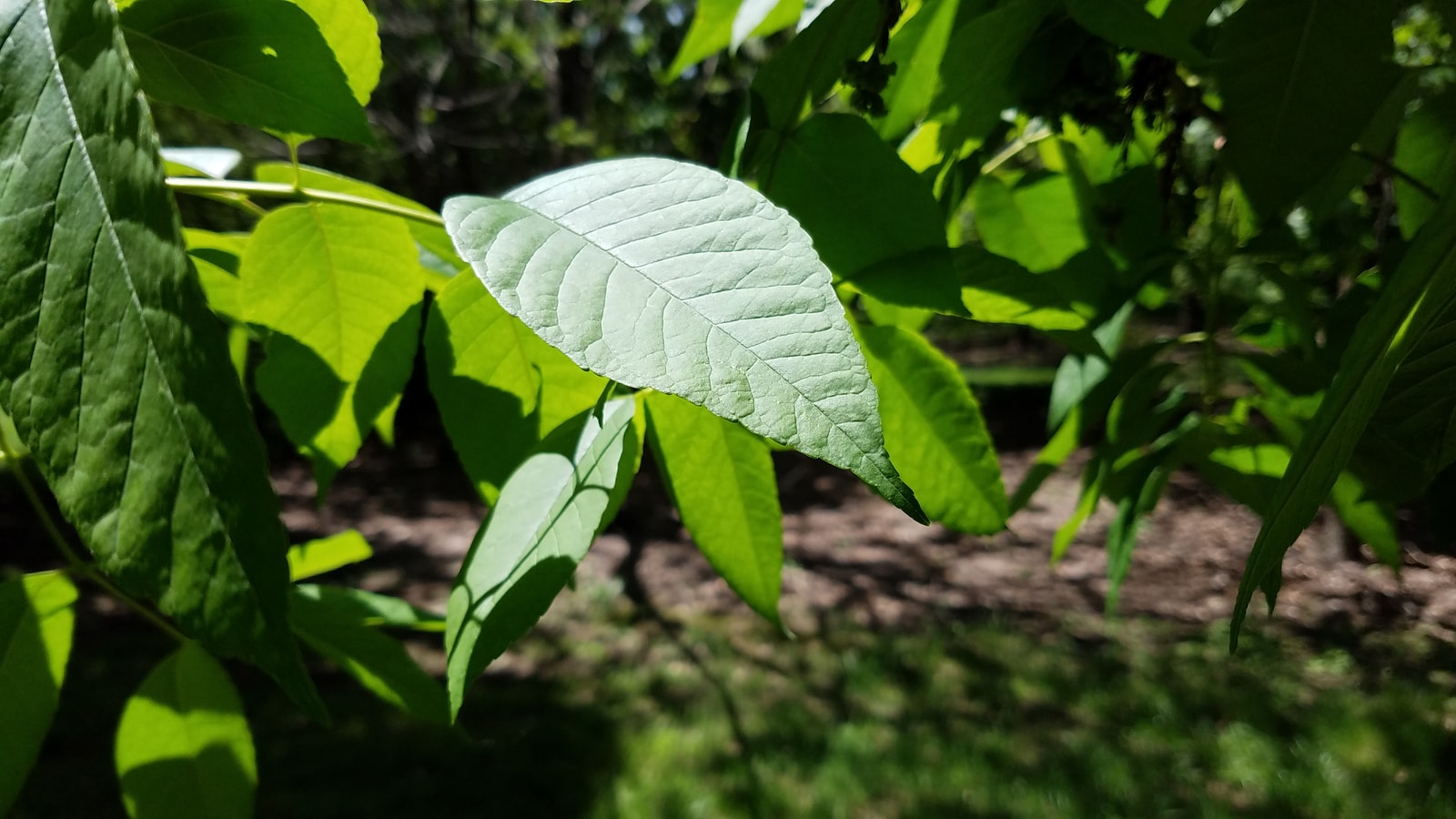 White ash leaflet turned to show its pale, almost silvery underside against the darker green of the surrounding leaflets