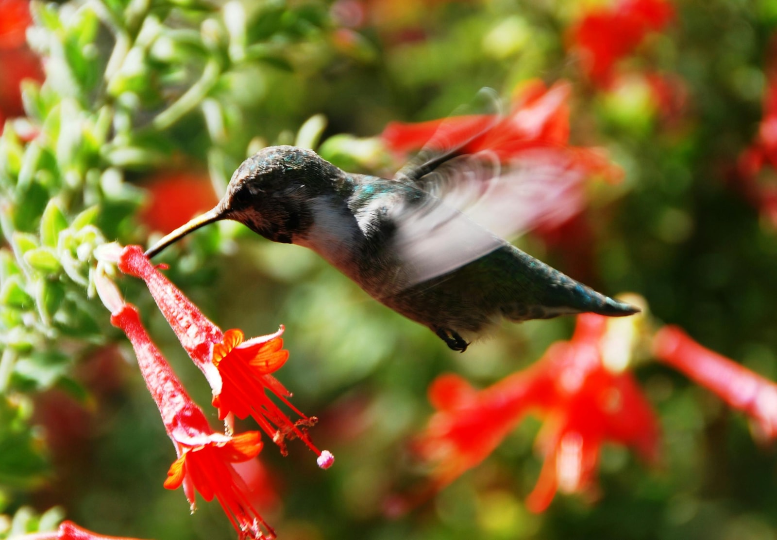 Hummingbird hovering near bright red tubular flowers