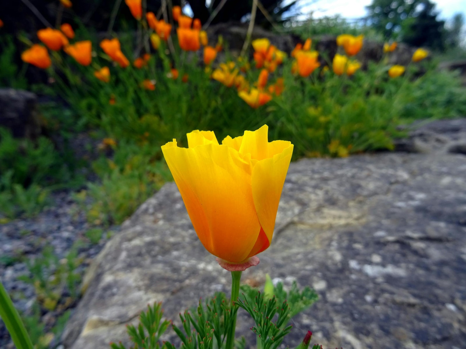 Close-up of orange poppy flowers in a garden setting