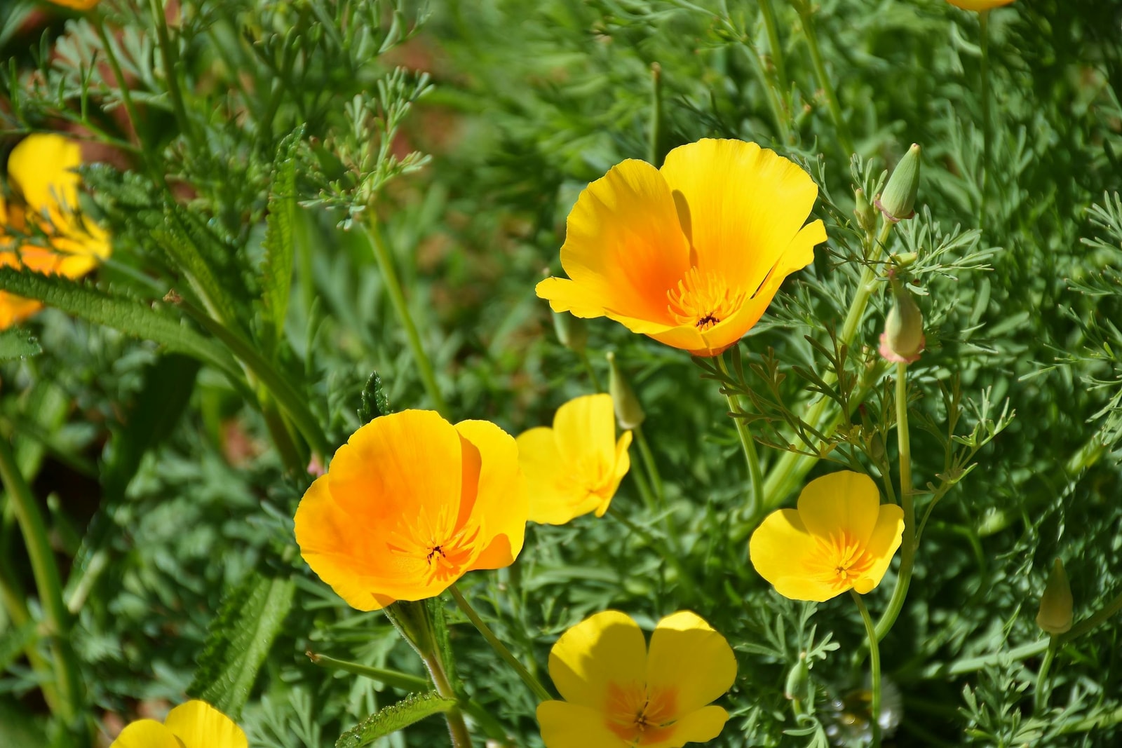 California poppies growing in a wildflower meadow