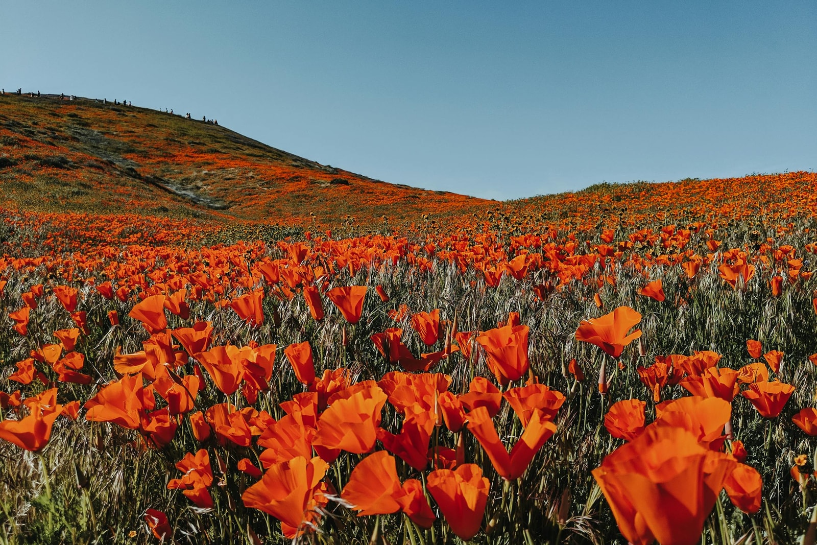 Close-up of California poppy flower showing orange petals and delicate structure