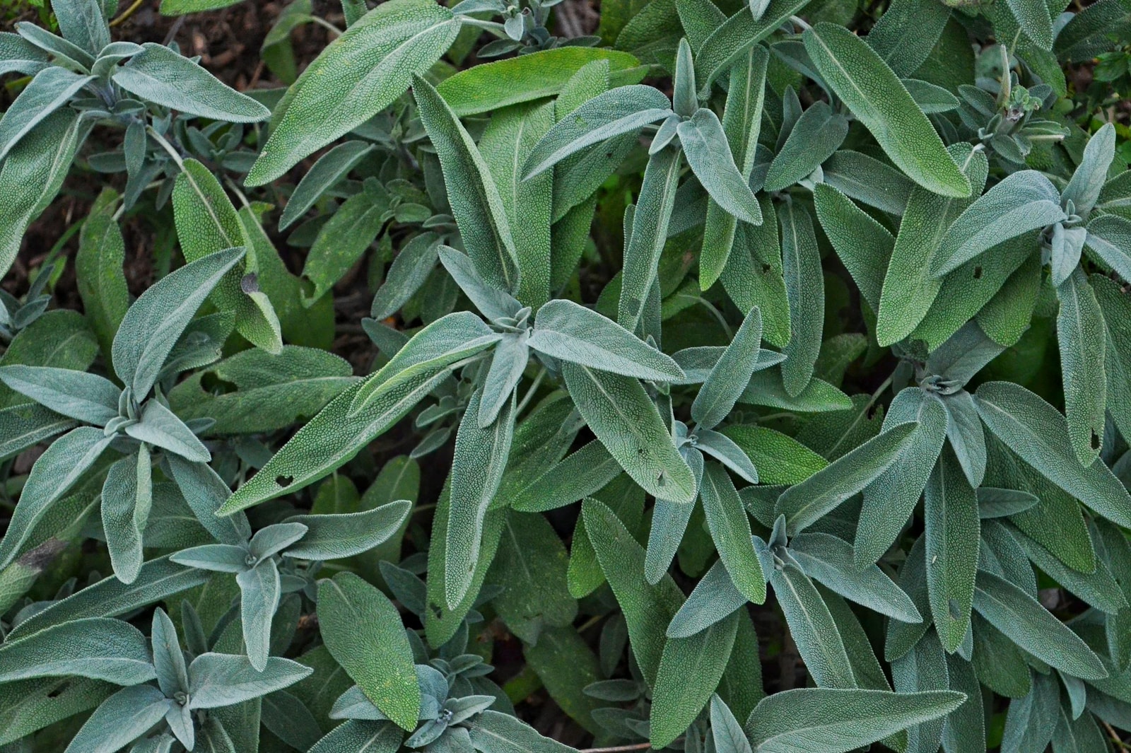 Silver-leaved sage plant growing in a garden setting