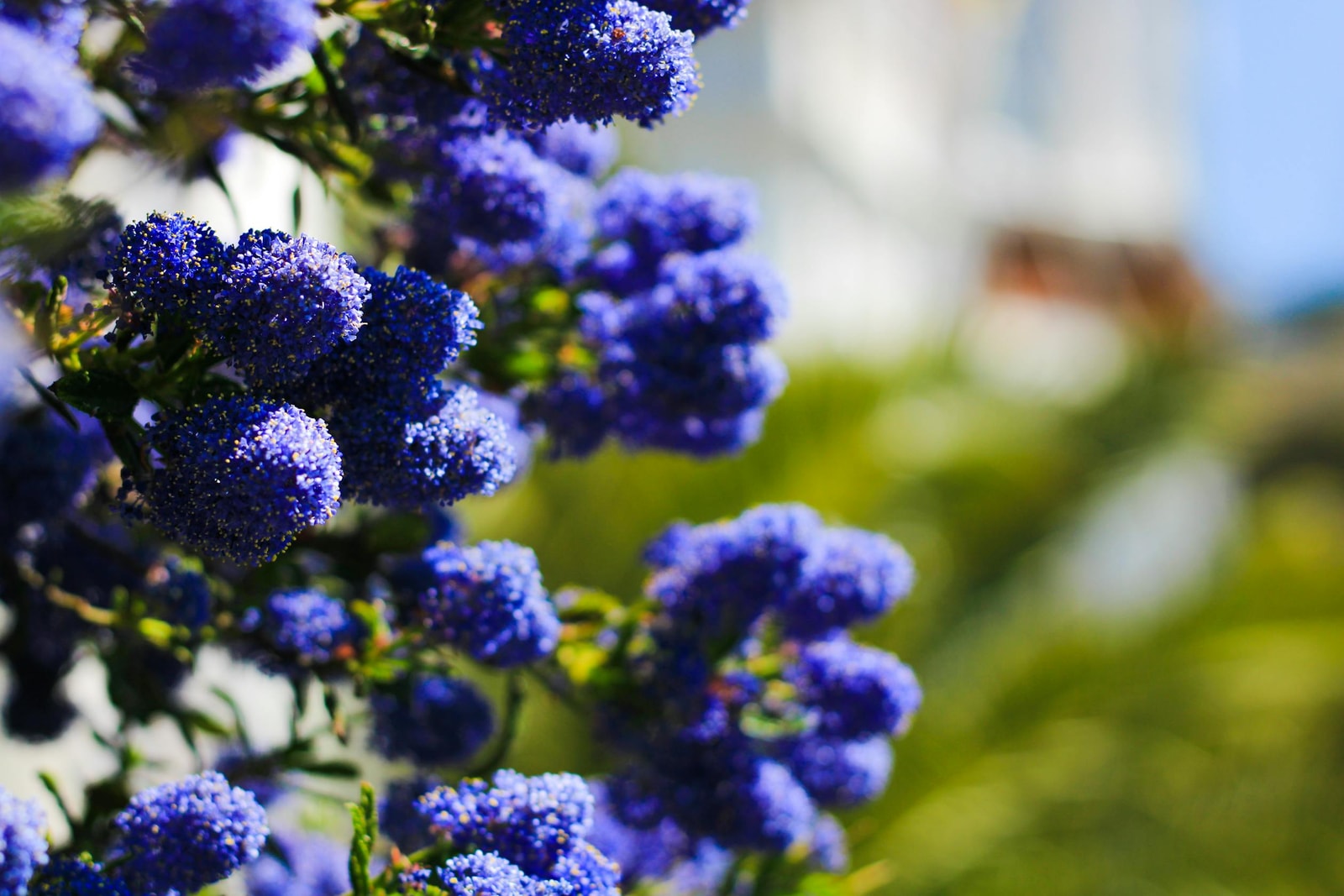 Blue ceanothus flowers in detailed close-up showing individual flower clusters