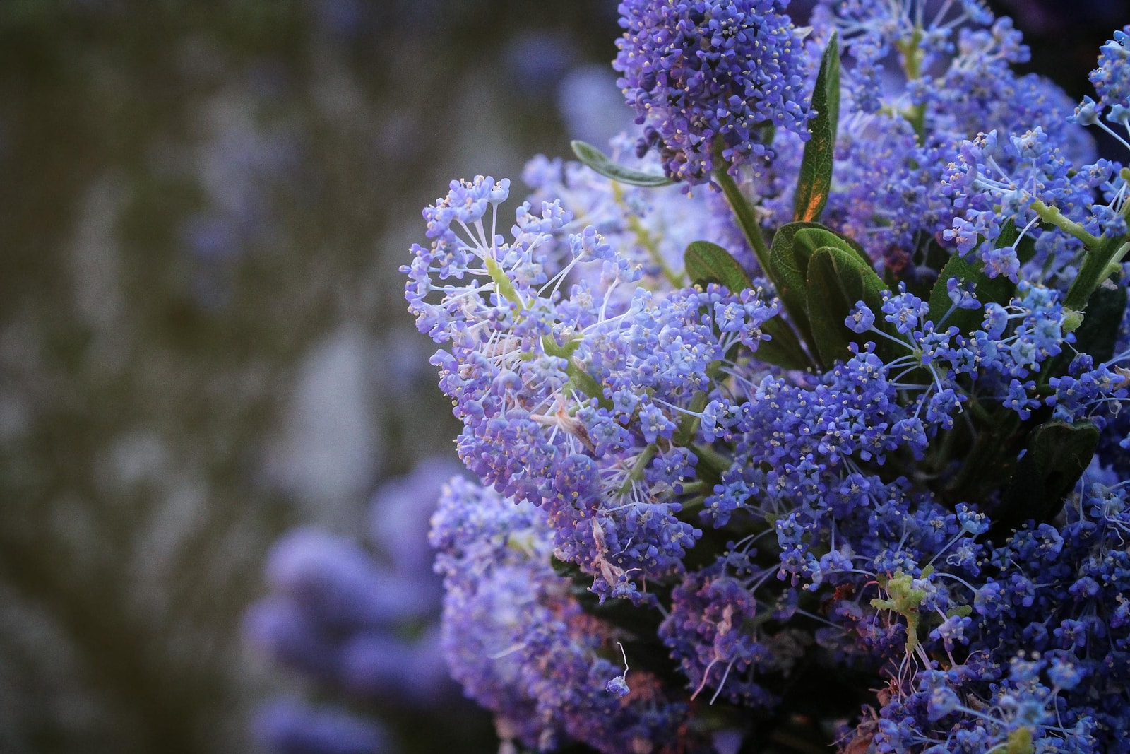 Blue flowering ceanothus shrub in full bloom in a garden setting