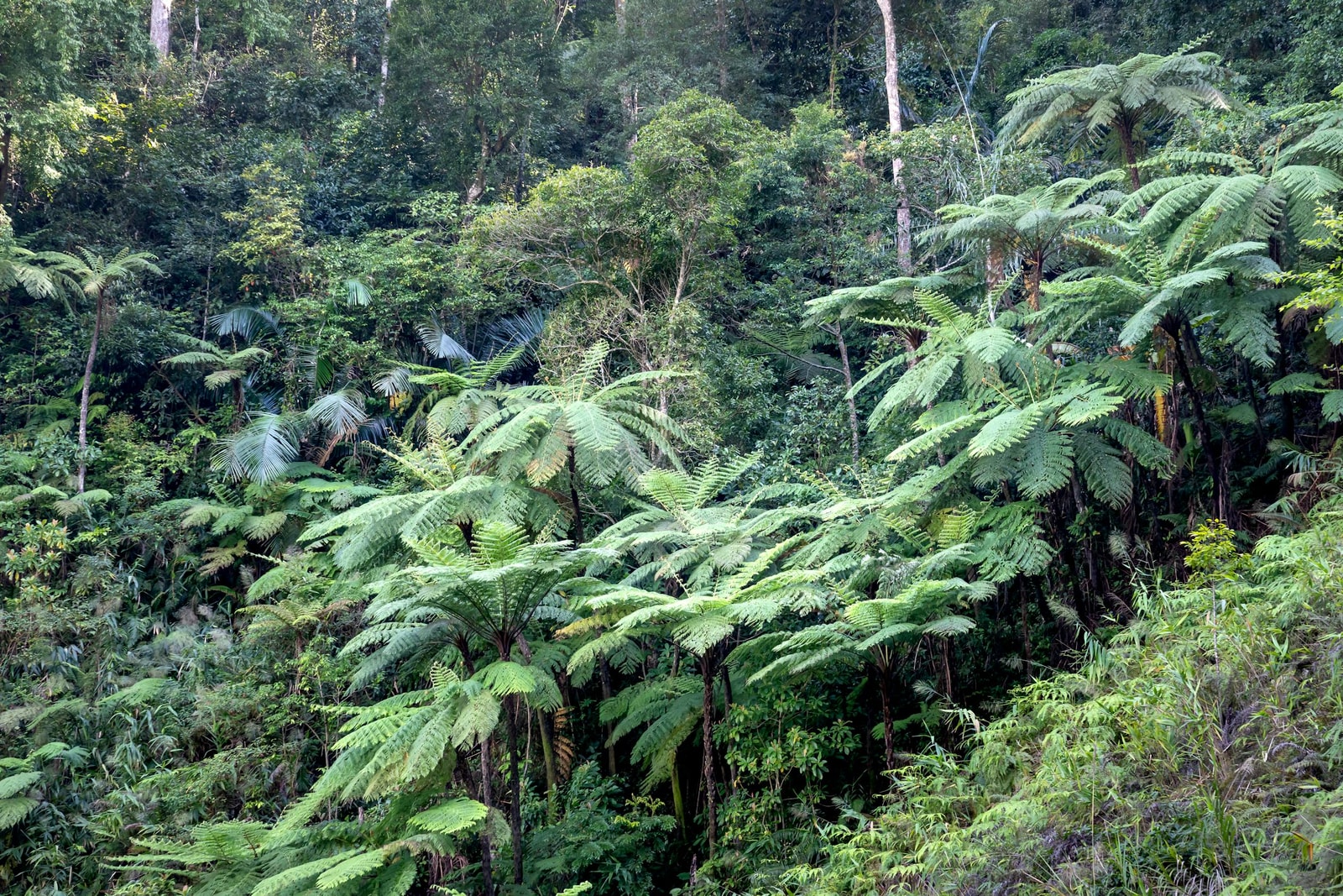 Close-up detail of green fern frond