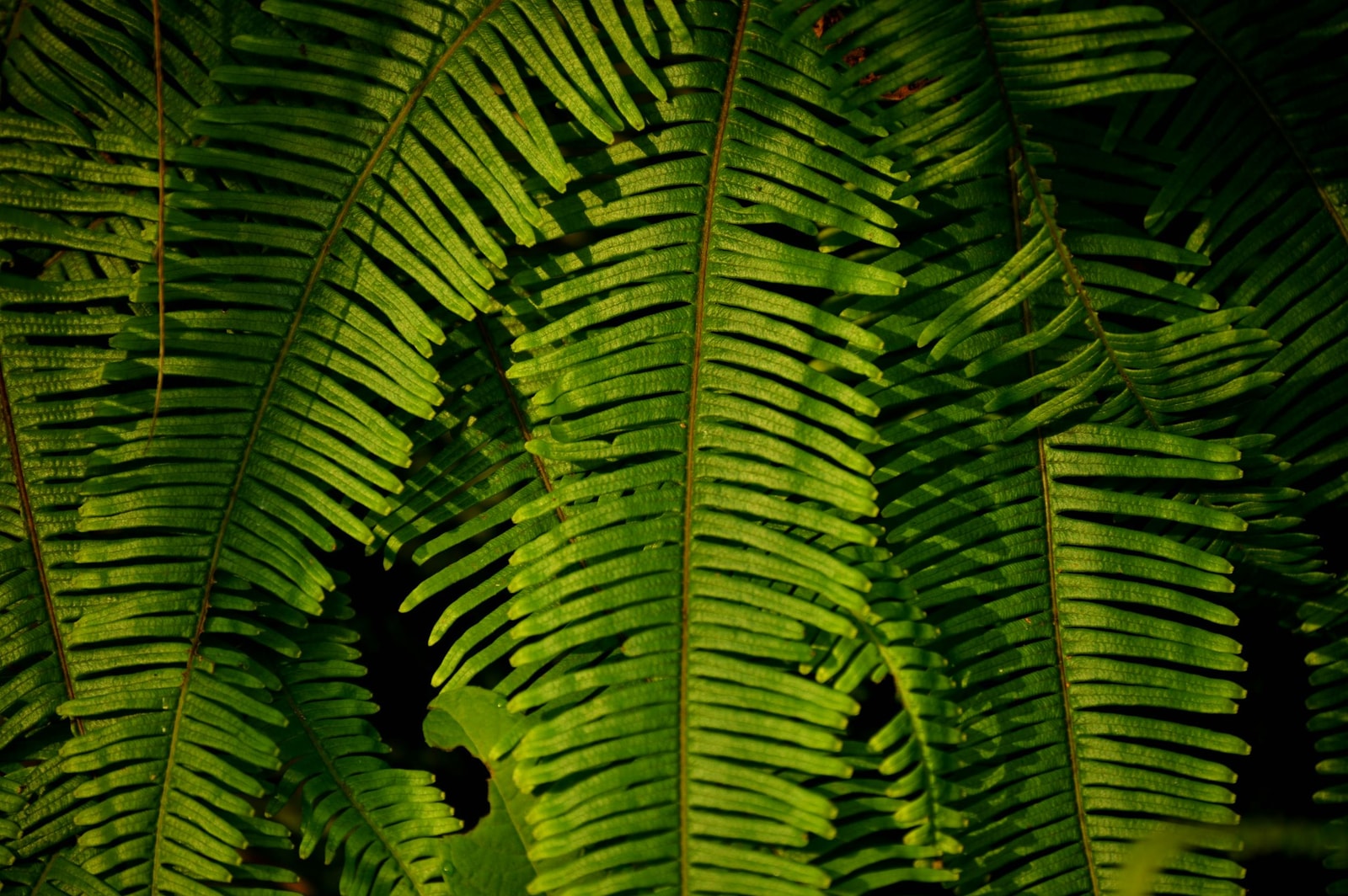 Lush green fern fronds in a shaded garden setting