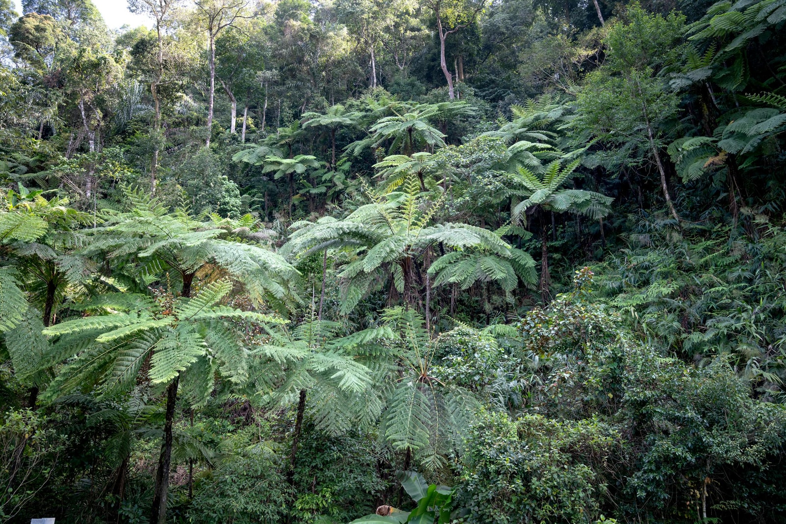 Giant fern fronds on a shaded forest floor