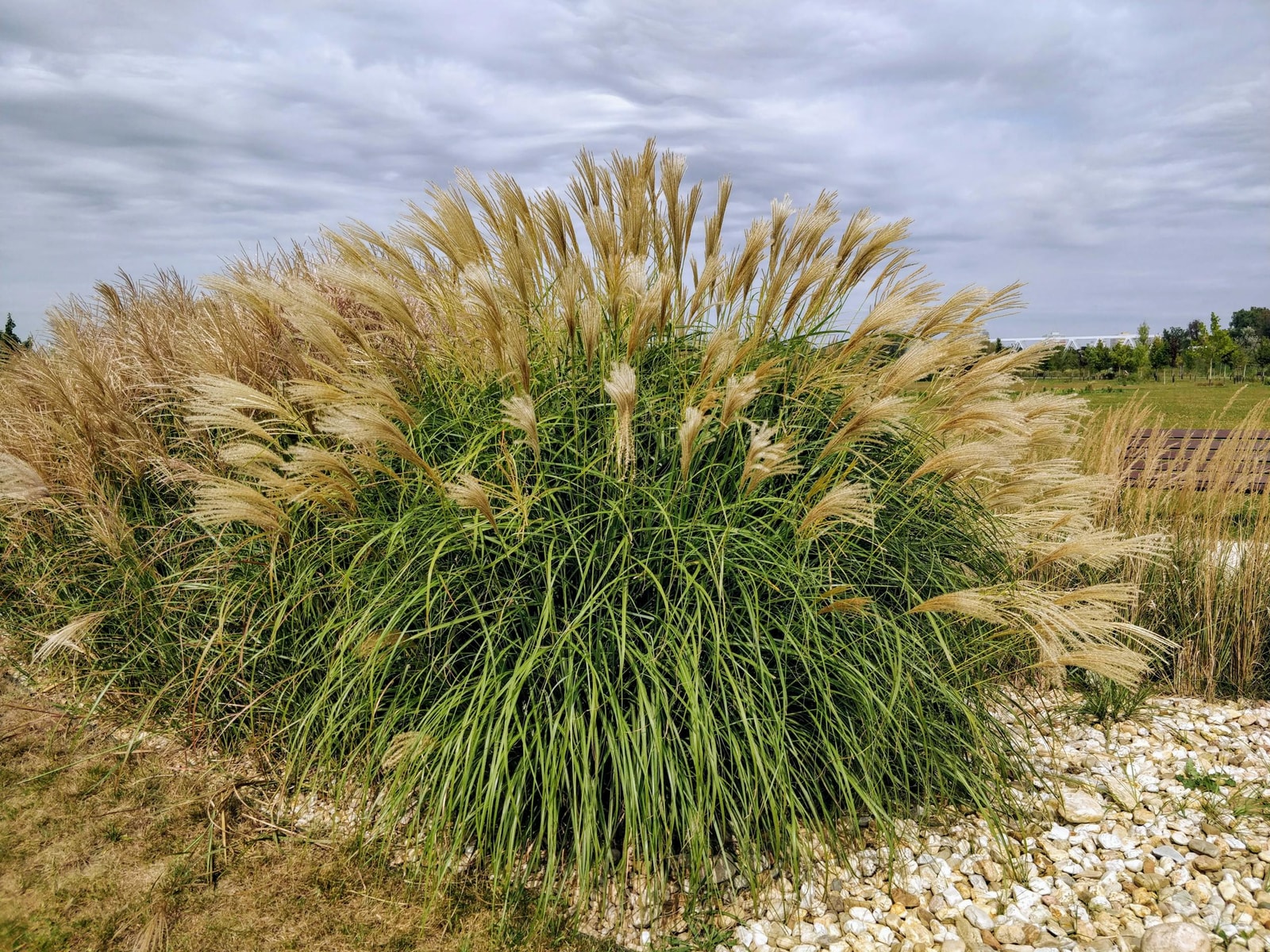 Close-up texture of ornamental grass blades