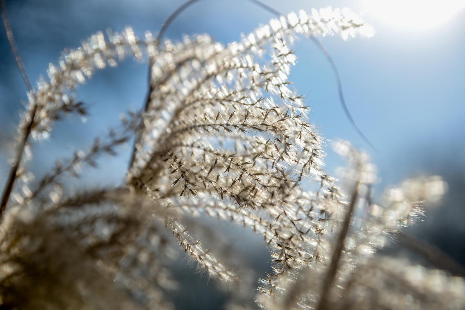Blue-gray ornamental grass in a garden border setting
