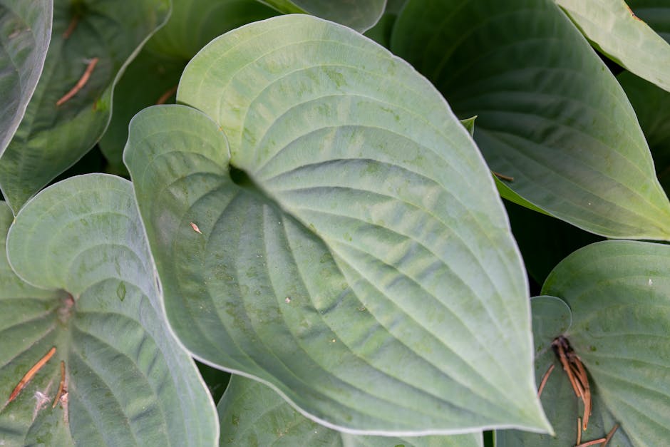 Hostas and shade-loving plants with large green leaves in a garden