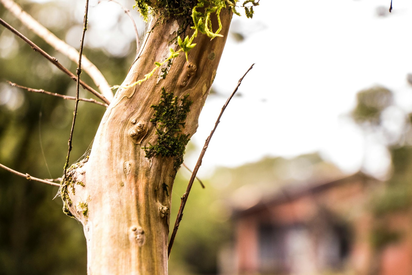 Close-up of smooth reddish-brown manzanita bark peeling in layers