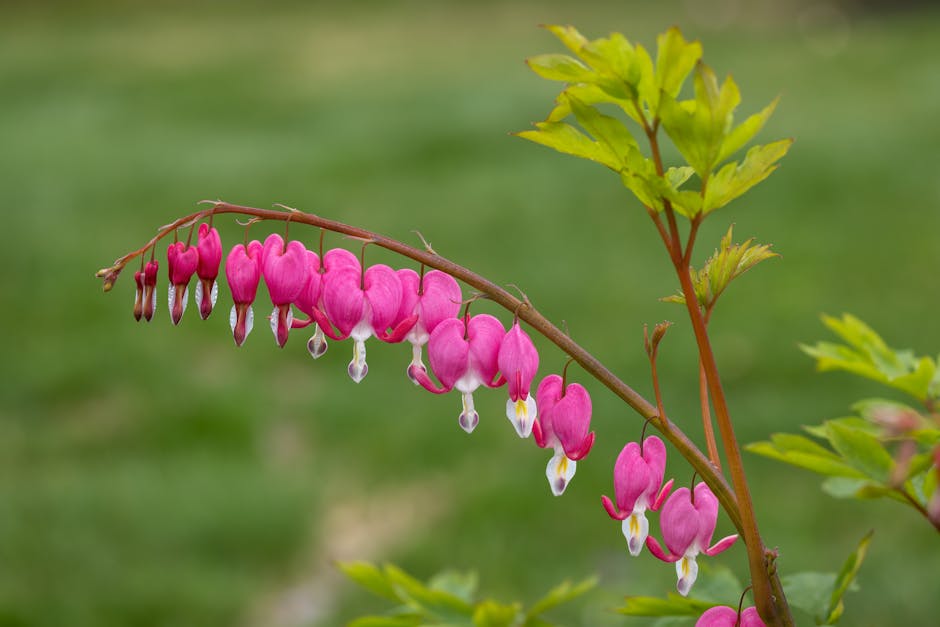 Pink bleeding heart flowers dangling from arching stems