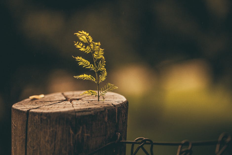 Young fern sprouting from a weathered tree stump, showing new life from old wood