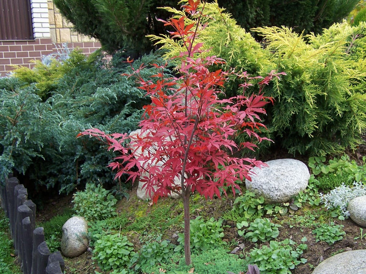 Japanese maple tree with red foliage in a small residential yard