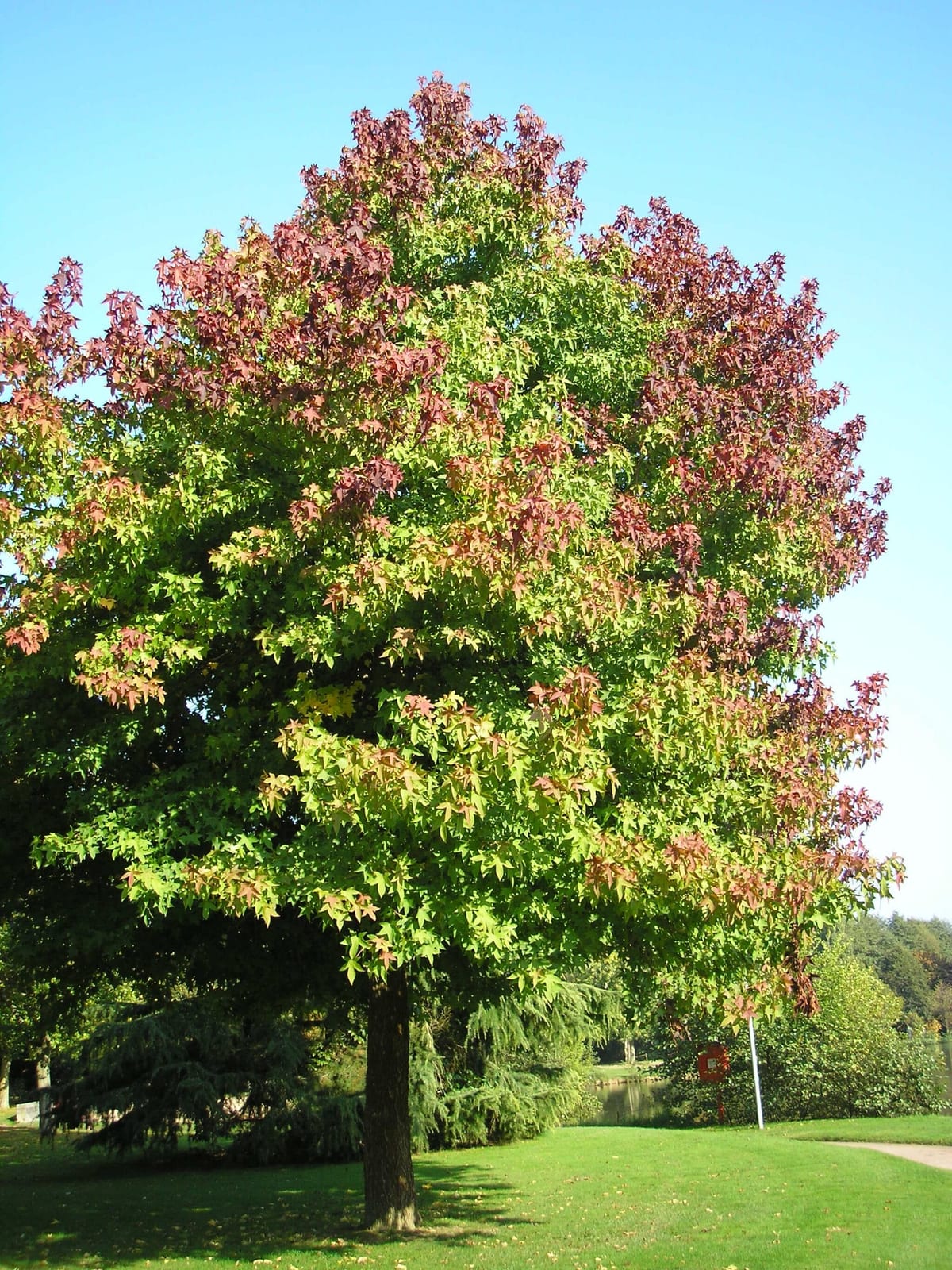 Liquidambar sweet gum tree that causes yard problems
