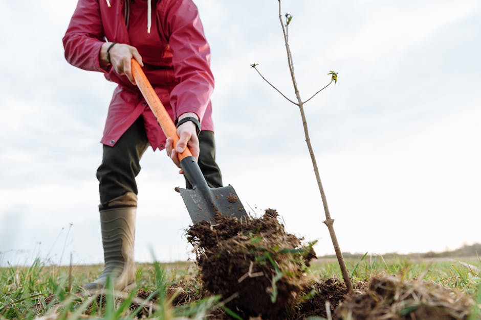 Person planting a small tree outdoors with a shovel in a grassy area