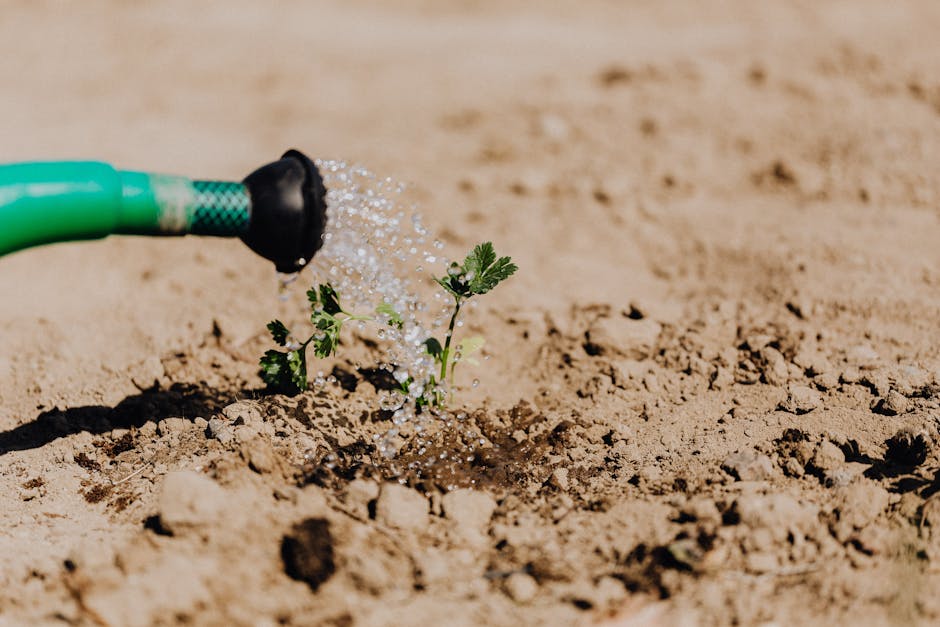 Young plant being watered from a hose in warm garden soil