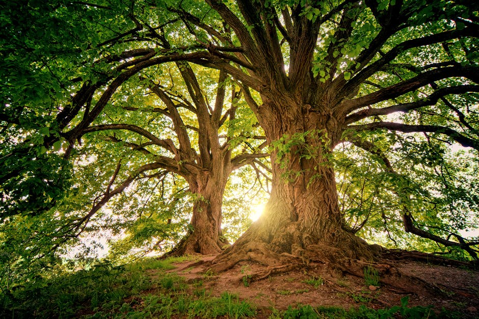 Massive oak trees with sunlight filtering through a broad canopy