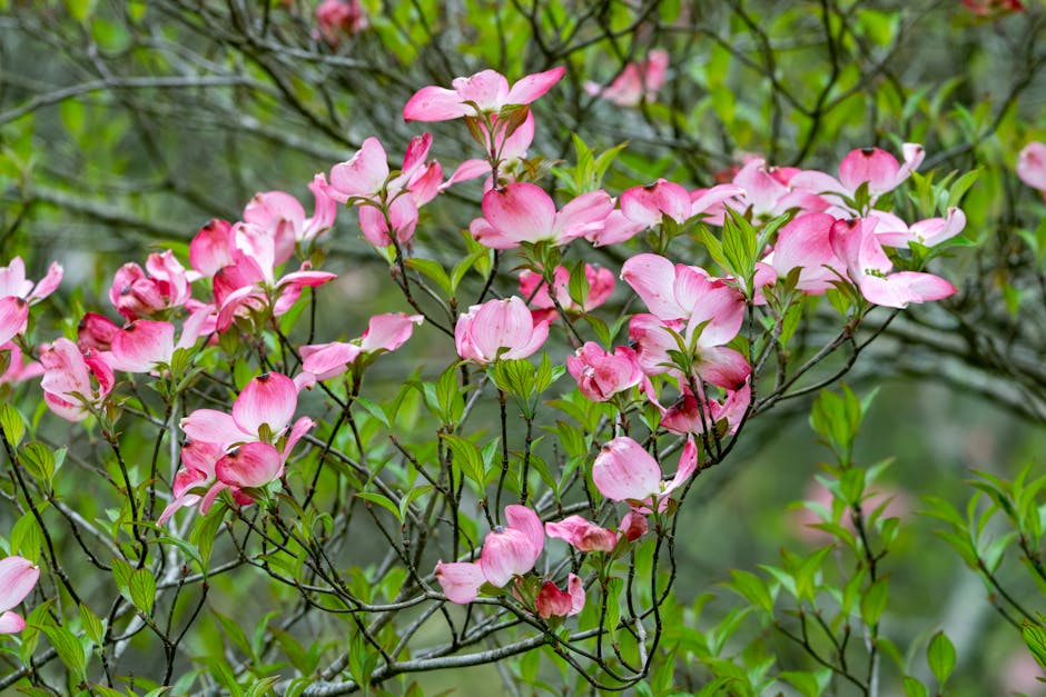 Dogwood tree covered in pink blossoms during spring