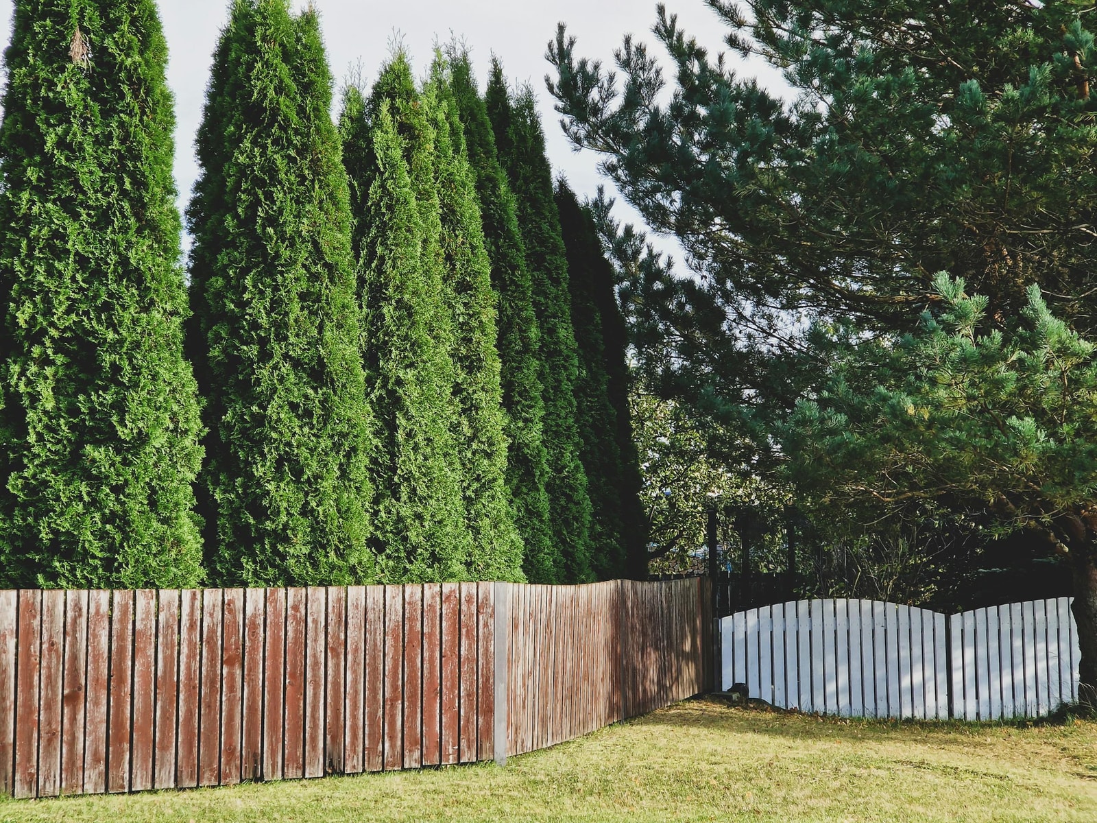A row of upright Thuja evergreens growing behind a weathered wooden fence