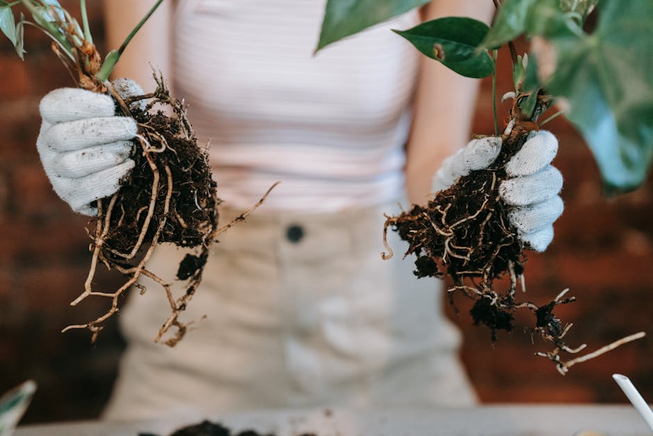 Gardener in gloves carefully holding a plant with exposed roots ready for planting