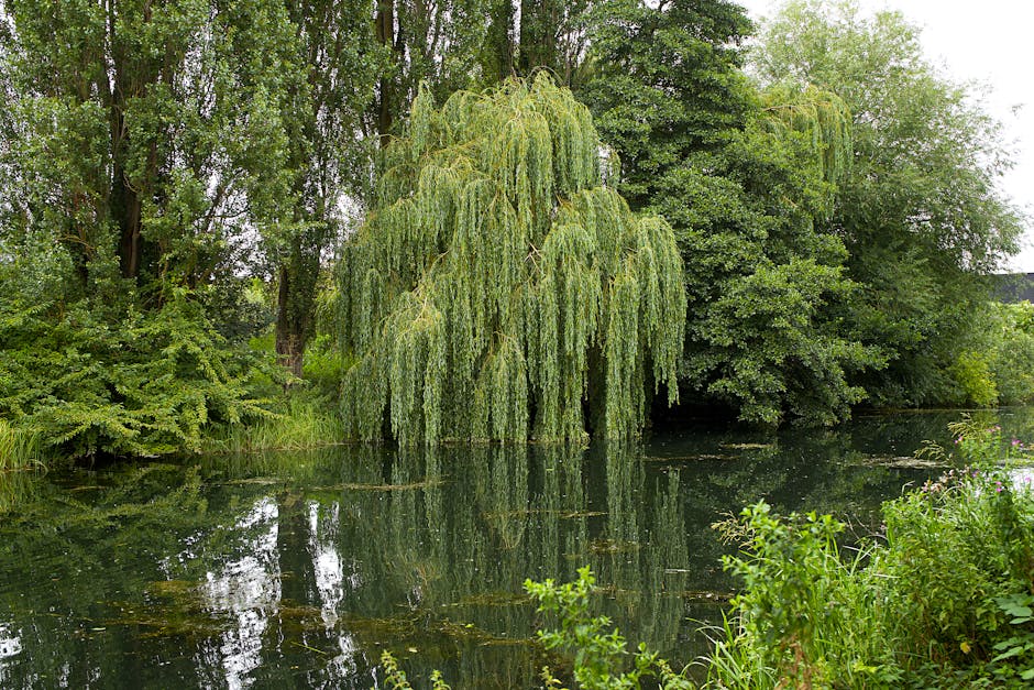 Weeping willow tree with drooping branches reflected in a calm pond on a summer day