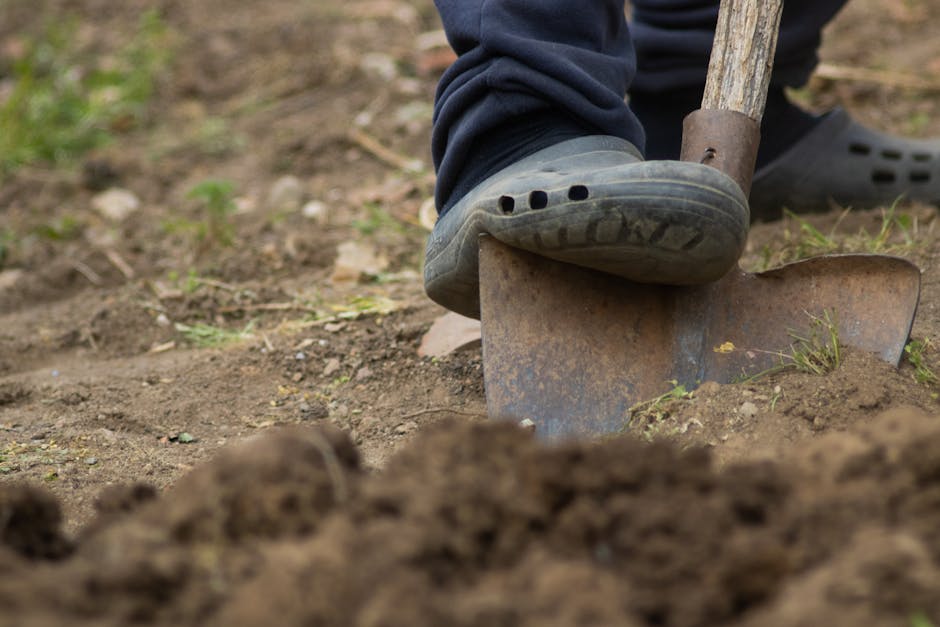 A shovel digging into rich garden soil, the first step in planting a bare root tree